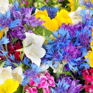 Meet your Posher, Mesha